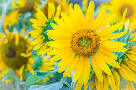 Beautiful yellow sunflower in the garden. Sunflowers (Helianthus annuus) is an annual plant with a large daisy-like flower face, usually tall annual can grow to a height of 300 cm or more.の写真素材
