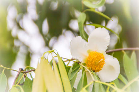 Beautiful white flower of Mesua ferrea, the Ceylon ironwood, Indian rose chestnut, or cobra saffron on tree. This slow-growing tree is named after the heaviness and hardness of its timber.の写真素材