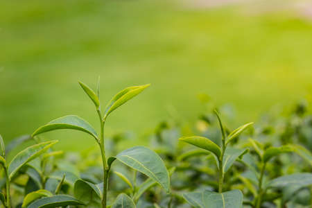 Young shoots of green tea leaves in the morning before harvesting. The green tea harvested in taste and value from the young shoots leaves is known to produce the highest quality green tea leaves.の写真素材