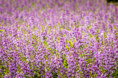 Purple flowers of snapdragon (Antirrhinum majus) on the flowerbed background. Antirrhinum majus, commonly called snapdragon, is an old garden favorites that, in optimum cool summer growing conditions.の写真素材