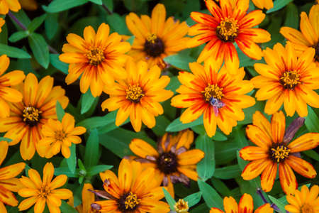 Closeup Beautiful yellow Zinnia flower (Zinnia violacea Cav.) with bee in summer garden on sunny day. Zinnia is a genus of plants of the sunflower tribe within the daisy family.の写真素材