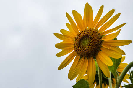 Beautiful yellow sunflower on white sky background. Sunflowers (Helianthus annuus) is an annual plant with a large daisy-like flower face, usually tall annual can grow to a height of 300 cm or more.の写真素材