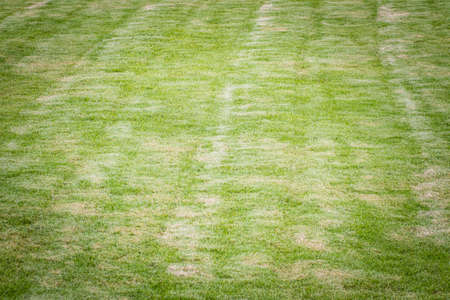 Green grassy texture in nature background. Fresh green lawn in the backyard for background. Green grassy background vignette or the naturally walls texture Ideal for use in the design fairly.の写真素材