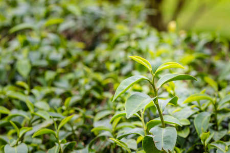 Young shoots of green tea leaves in the morning before harvesting. The green tea harvested in taste and value from the young shoots leaves is known to produce the highest quality green tea leaves.の写真素材