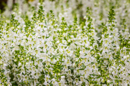 White flowers with honey bee of snapdragon (Antirrhinum majus) on the flowerbed. Antirrhinum majus, also called snapdragon, is an old garden favorites that, in optimum cool summer growing conditions.の写真素材