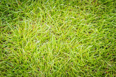 Green grassy texture in nature background. Fresh green lawn in the backyard for background. Green grassy background vignette or the naturally walls texture Ideal for use in the design fairly.の写真素材