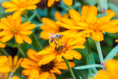Closeup Beautiful yellow Zinnia flower (Zinnia violacea Cav.) with bee in summer garden on sunny day. Zinnia is a genus of plants of the sunflower tribe within the daisy family.の写真素材