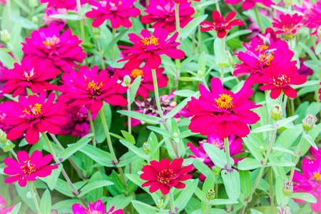 Beautiful pink Zinnia flowers in summer garden on sunny day. Zinnias are popular garden flowers, they come in a wide range of flower colors and shapes, and they can withstand hot summer temperatures.の写真素材