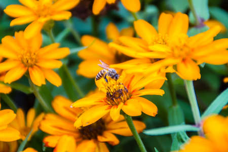 Closeup Beautiful yellow Zinnia flower (Zinnia violacea Cav.) with bee in summer garden on sunny day. Zinnia is a genus of plants of the sunflower tribe within the daisy family.の写真素材