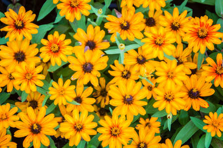 Closeup Beautiful yellow Zinnia flower (Zinnia violacea Cav.) with bee in summer garden on sunny day. Zinnia is a genus of plants of the sunflower tribe within the daisy family.の写真素材
