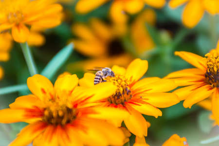Closeup Beautiful yellow Zinnia flower (Zinnia violacea Cav.) with bee in summer garden on sunny day. Zinnia is a genus of plants of the sunflower tribe within the daisy family.の写真素材
