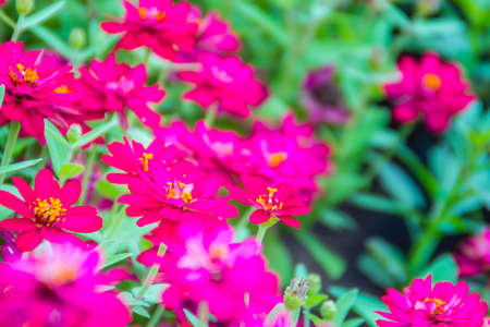 Beautiful pink Zinnia flowers in summer garden on sunny day. Zinnias are popular garden flowers, they come in a wide range of flower colors and shapes, and they can withstand hot summer temperatures.の写真素材