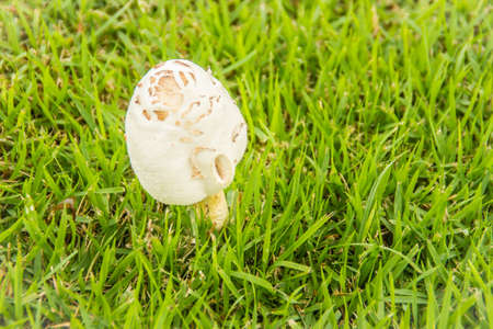 Beautiful young white mushroom on green grass. Closeup of white mushroom growth on the green grass background.の写真素材