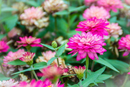 Beautiful pink Zinnia flowers in summer garden on sunny day. Zinnias are popular garden flowers, they come in a wide range of flower colors and shapes, and they can withstand hot summer temperatures.の写真素材