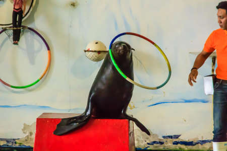 Bangkok, Thailand - September 22, 2018: Show seals at Dusit Public Zoo or Khao Din (now closed) The seals that are intelligent and very smart are cute too.のeditorial素材