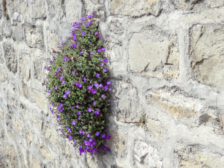 Purple Obrieta grows on the stone wall. the village of Saint-Saphorin in spring, Canton of Vaud, Switzerlandの写真素材