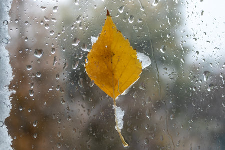 a yellow leaf on a wet window. snow and rain outside the window on an autumn day. texture of rain...