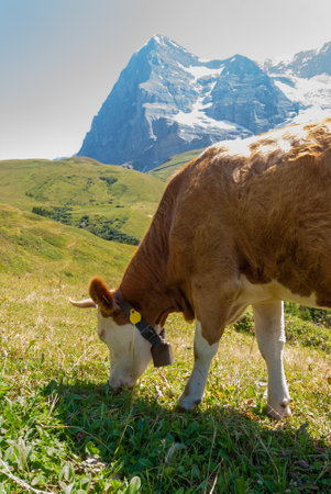 A serene scene of a cow grazing on a lush mountain pasture with the majestic Eiger peak in the background. Located in Grindelwald, Bernese Alps, Switzerland, Europe.の写真素材