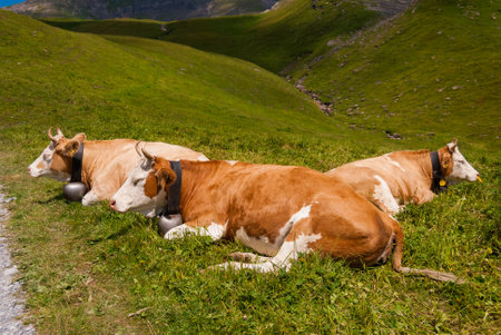 A serene scene of cows lying on a lush mountain pasture with majestic peaks in the background. Located in Grindelwald, Bernese Alps, Switzerland, Europe.の写真素材