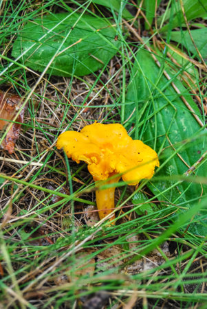 Chanterelle mushrooms-Cantharellus Cibarius-yellow in a clearing in the forest close-up. Moscow Region Russiaの写真素材