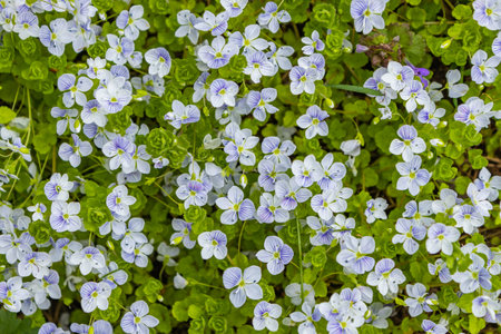 Little blue flowers were blooming in the garden, a great natural backdrop for the spring themeの写真素材