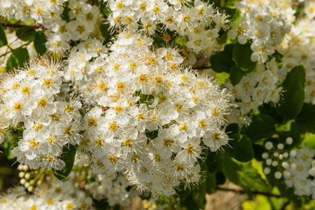 White flowers Spiraea vanhouttei on a Sunny day with dew drops