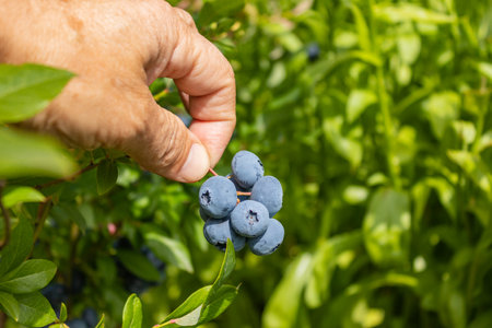 Garden blueberries are delicious, healthy berry fruits. Vaccinium corymbosum, blueberry. Man's hand holding a bunch of blue ripe berries, close upの写真素材