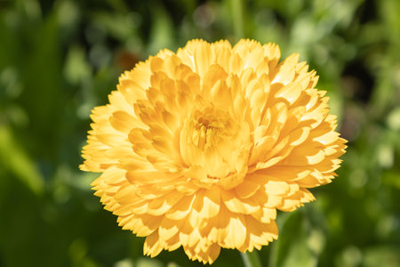 Calendula bright arvensis, marigolds, calendula medicinal flower, close upの写真素材