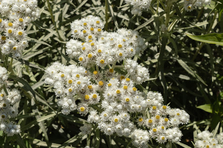 Anaphalis or triplinervis pearly everlasting, lots of white flowers background, close upの写真素材