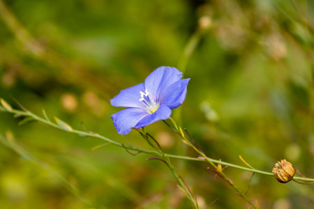 Blue flax flowers in a flower bed, summer. close-up