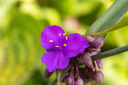 Beautiful purple Tradescantia, Tradescantia ohiensis flower closeup.の写真素材