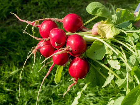 Red radishes in the garden in spring in the greenhouseの写真素材