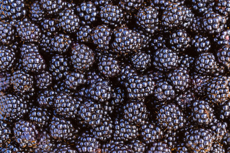 Background of fresh blackberries, close-up. A lot of ripe juicy berries are in the box for picking berries, top viewの写真素材
