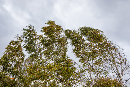 a strong wind bends the trunks of trees and rips the leaves. Early autumn. Tula region Russiaの写真素材