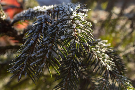The branches of the common spruce are covered with morning frost on a natural background, close up