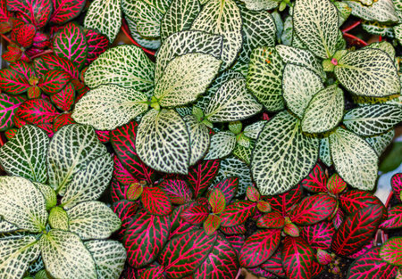 Plant Fittonia verschaffeltii or Fittonia albivenis. Close-up of green and red patterned leaves.の写真素材