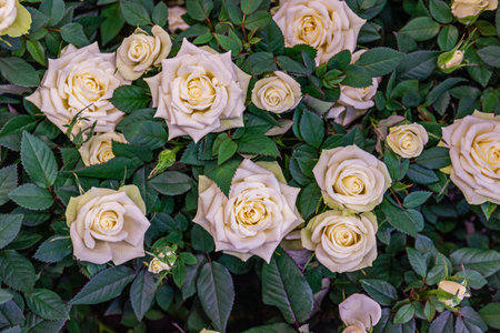 roses tea-hybrid Madame anisette, pink tea roses on a green background. Floral background. close-upの写真素材