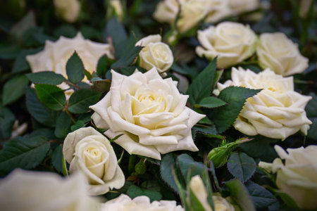 roses tea-hybrid Madame anisette, pink tea roses on a green background. Floral background. close-upの写真素材