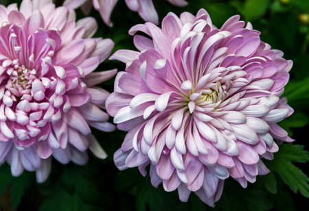 Close-up photo of pink chrysanthemums blooming in the garden in summer, floral background for designの写真素材
