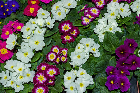 Multicolored primrose flowers for a country garden, top view. blooming primrose Primula vulgaris