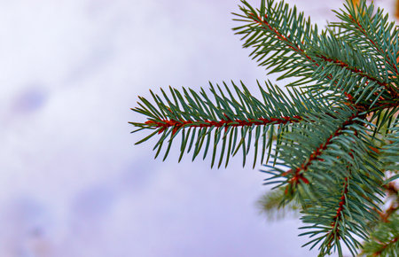 branch of coniferous green spruce. Beautiful realistic close-up for banner design. Winter snow...