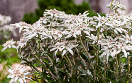 Blooming edelweiss flowers in a green gardenの写真素材