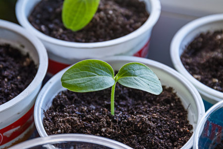 Young fresh cucumber seedlings stand in plastic potsの写真素材
