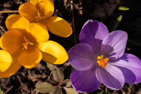 Yellow and lilac crocuses bloomed in the flower bed. spring flowers, close up