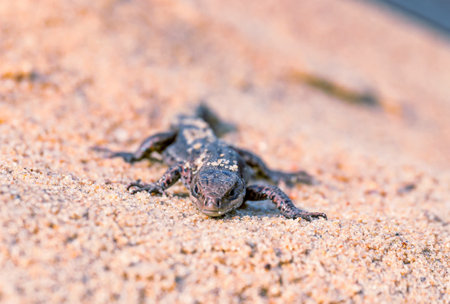 A small viviparous lizard - Lacerta agilis - in its natural habitat, close upの写真素材