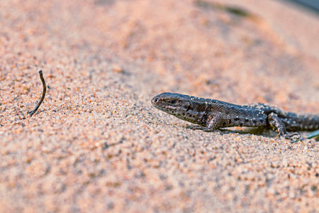 A small viviparous lizard - Lacerta agilis - in its natural habitat, close upの写真素材