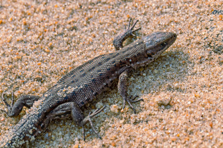 A small viviparous lizard - Lacerta agilis - in its natural habitat, close upの写真素材