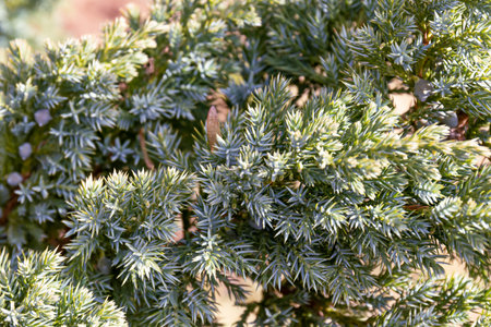 juniper horizontal blue scaly. shrub with gray-blue needles. landscape design, close-upの写真素材