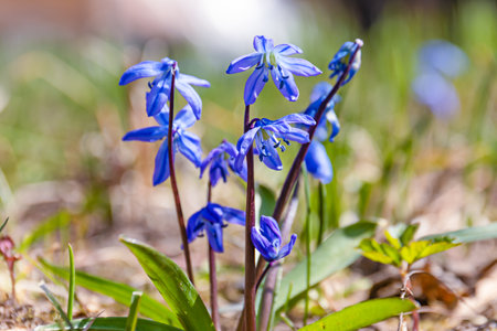 Siberian Scilla - Scilla Siberica. General view of a flowering plant. close-up