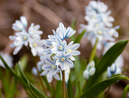 Puschkinia scilloides libanotica blue flowers with a green tinge bloomed in early spring, close up